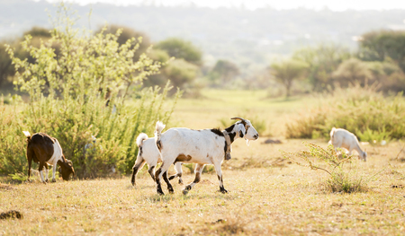 Goat flock grazing in open fields on sunny dayの写真素材