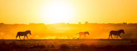 Silhouetted Zebra family walk across the African sunset, with a baby Zebra racing along in the dustの写真素材