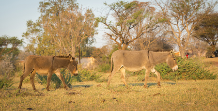 Donkey walking freely in a village in Botswana, Africaの写真素材