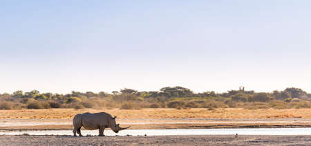 White Rhino or Rhinoceros while on safari in Botswana, Africaの写真素材