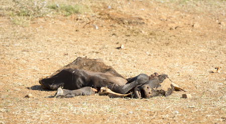 Dead cow decaying in the drought conditions in Botswana, Africaの写真素材