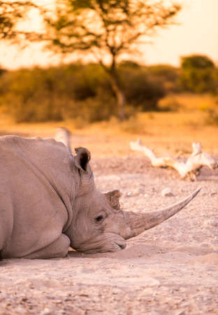 White Rhino or Rhinoceros while on safari in Botswana, Africaの写真素材
