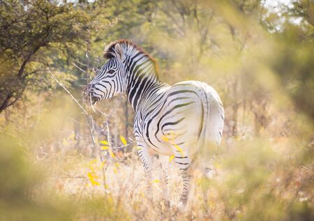 Zebra in Botswana, Africa with black and white stripesの写真素材