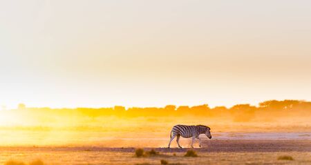 Zebra at sunset in Botswana, Africa with beautiful sunset lightの写真素材