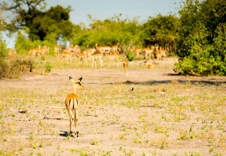Herd of Impala with one Impala walking away from view in Botswana, Africaの写真素材