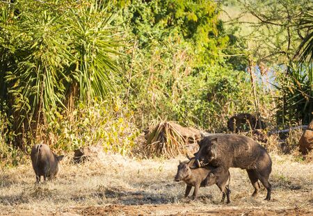 Two wild Warthogs mating in Botswana, Africaの写真素材