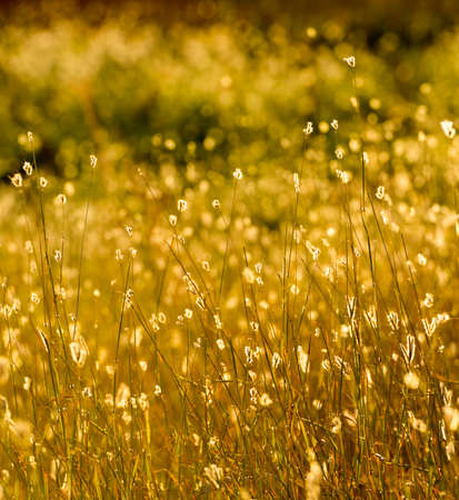 Summer grass with bokeh background in warm sunset lightの写真素材