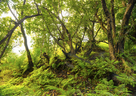 African jungle landscape with vibrant green ferns and treesの写真素材