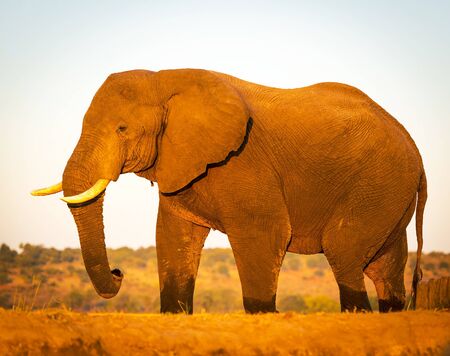 Huge Elephant in golden sunset light while on safari in Botswana, Africaの写真素材