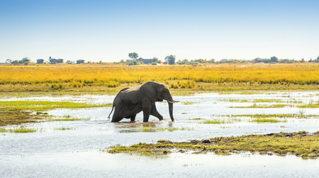 Elephant walking through the Chobe National Park, Botswana, Africaの写真素材