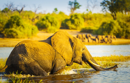 Young Elephant wades through the Chobe River in Botswana, Africa at sunsetの写真素材