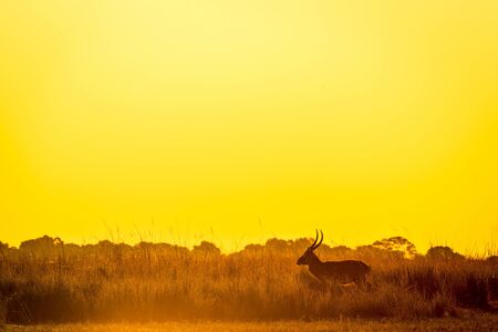 Impala silhouetted at sunset in Africa in long grass beside the Chobe River, Botswanaの写真素材