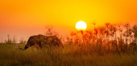 Classic Africa background with silhouetted African Elephant and long grass at sunsetの写真素材