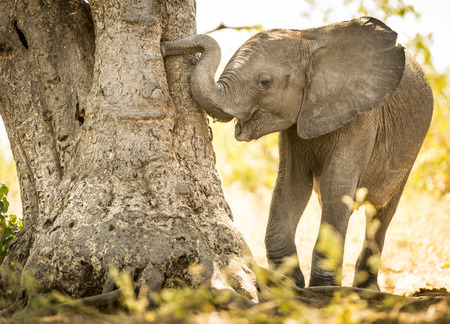 Young Elephant calf playing with its trunk against a tree in Botswana, Africaの写真素材