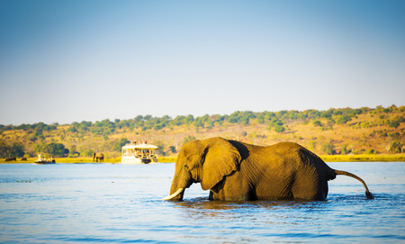 Large elephant wading across the Chobe River in Botswana, Africa at sunsetの写真素材