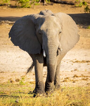 Elephant in Chobe National Park, Botswana, Africaの写真素材