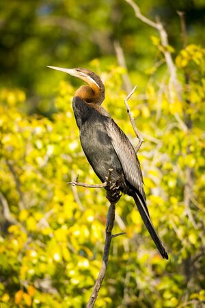 African Darter bird also called Snakebird is a water bird in Botswana, Africa