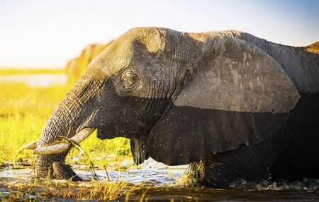 Elephant in Chobe National Park, Botswana, Africaの写真素材