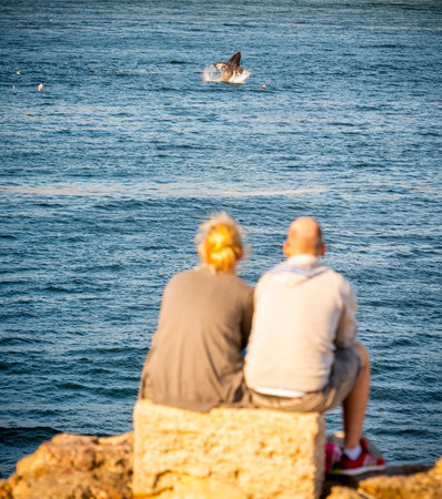 HERMANUS, SOUTH AFRICA - 4 OCTOBER 2015: An unidentified couple whale watching in Hermanus, South Africa. Hermanus is famous for Southern Right Whale watching.のeditorial素材