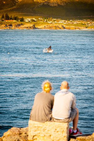 HERMANUS, SOUTH AFRICA - 4 OCTOBER 2015: An unidentified couple whale watching in Hermanus, South Africa. Hermanus is famous for Southern Right Whale watching.のeditorial素材