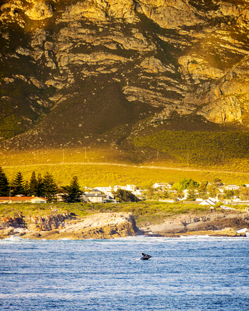 Whale watching at Hermanus in South Africa