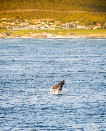 Hermanus, South Africa during whale watching seasonの写真素材