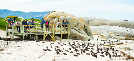 CAPE TOWN, SOUTH AFRICA - SEPTEMBER 1: Unidentified people viewing African Penguins (spheniscus demersus) on September 1 2015 in Cape Town, South Africa. Boulders Beach is a popular location for viewing African Penguins.のeditorial素材