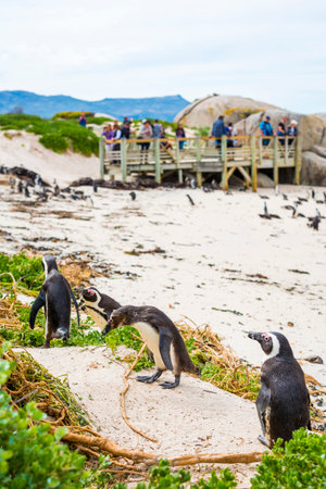 CAPE TOWN, SOUTH AFRICA - SEPTEMBER 1: Unidentified people viewing African Penguins (spheniscus demersus) on September 1 2015 in Cape Town, South Africa. Boulders Beach is a popular location for viewing African Penguins.のeditorial素材