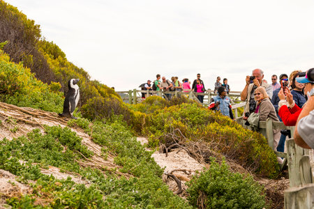 CAPE TOWN, SOUTH AFRICA - SEPTEMBER 1: Unidentified people watching an African Penguin (spheniscus demersus) as it poses for photographers at Boulders Beach on September 1 2015 in Cape Town, South Africa.のeditorial素材