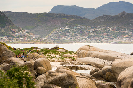 CAPE TOWN, SOUTH AFRICA - SEPTEMBER 1: Unidentified people viewing the African Penguins (spheniscus demersus) on September 1 2015 in Cape Town, South Africa. Boulders Beach is a popular location for viewing African Penguins.のeditorial素材