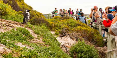 CAPE TOWN, SOUTH AFRICA - SEPTEMBER 1: Unidentified people watching an African Penguin (spheniscus demersus) as it poses for photographers at Boulders Beach on September 1 2015 in Cape Town, South Africa.のeditorial素材