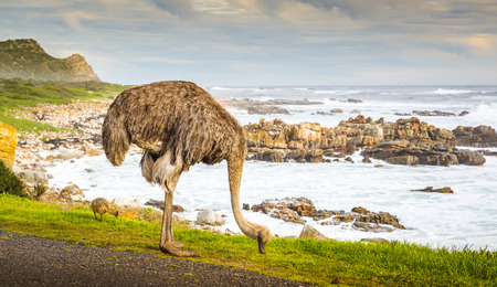 Female ostrich (Struthio Camelus) and chick grazing by the road at the Cape of Good Hope, Cape Peninsula, South Africaの写真素材