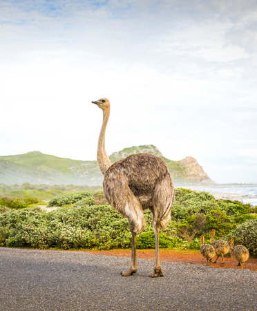 Female mother ostrich with young along the Cape of Good Hope, Cape Peninsula, South Africaの写真素材