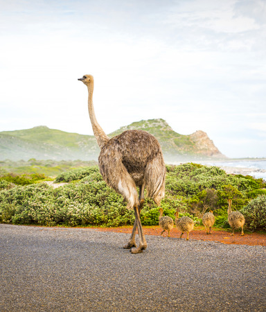 Female mother ostrich with young along the Cape of Good Hope, Cape Peninsula, South Africaの写真素材