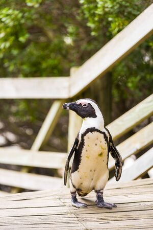 African Penguin (spheniscus demersus) on the boardwalk at Boulders Beach in South Africaの写真素材
