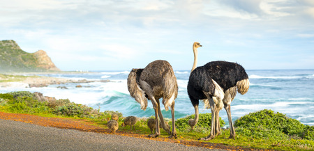 Panorama of ostrich family along the Cape of Good Hope, Cape Peninsula, South Africaの写真素材