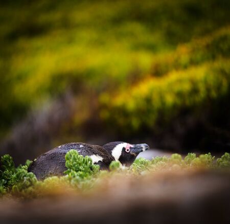 Shy African Penguin hiding amongst vegetation in Cape Peninsula, South Africa