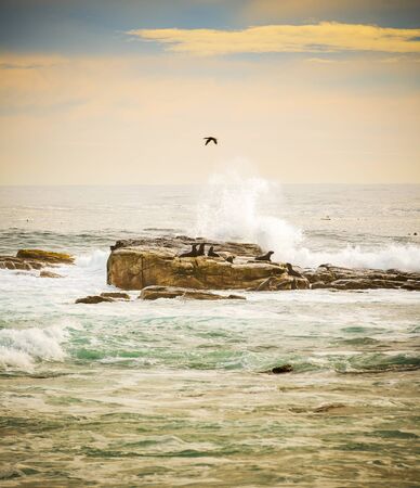 Seabirds and brown fur seals on island off the Cape of Good Hope, Cape Peninsula, South Africaの写真素材