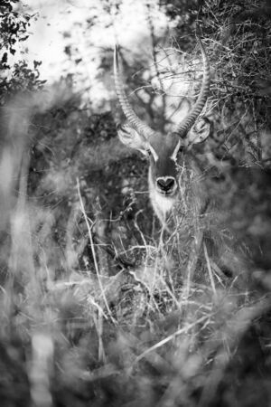 Greater Kudu in the bush in Botswana, Africa in black and whiteの写真素材