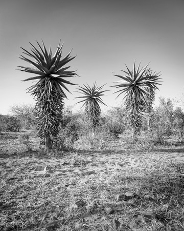 Wild growing aloe vera trees in a desert landscape in Botswana, Africa in black and whiteの写真素材
