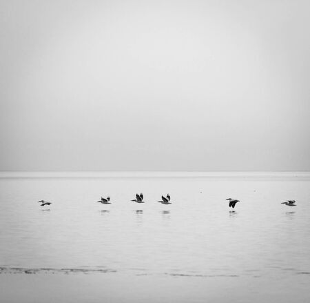 Pelicans glide across the Makgadikgadi Pan at dusk in Botswana, Africa in black and whiteの写真素材