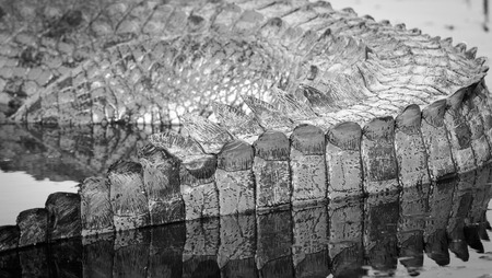 Alligator tail scales detail in the wild at sunset on the Chobe River, Chobe National Park, Botswana, Africa in black and whiteの写真素材
