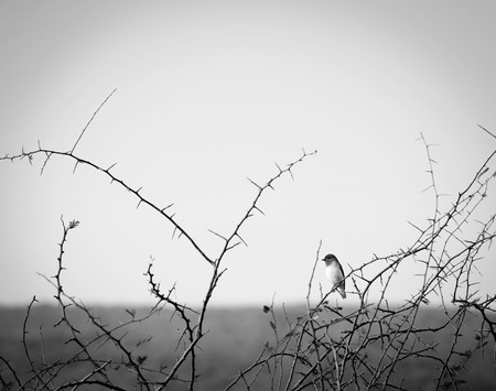 Red headed weaver bird (Anaplectes rubriceps) in Botswana, Africa in black and whiteの写真素材