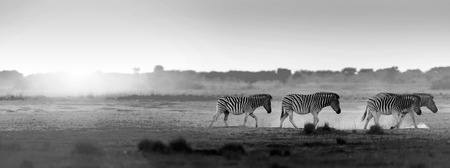 Africa sunset landscape with silhouetted Zebra in the dust of Botswana, Africa in black and whiteの写真素材