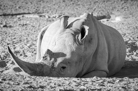 White Rhino resting in the dirt with huge horn, in Botswana, Africa in black and whiteの写真素材