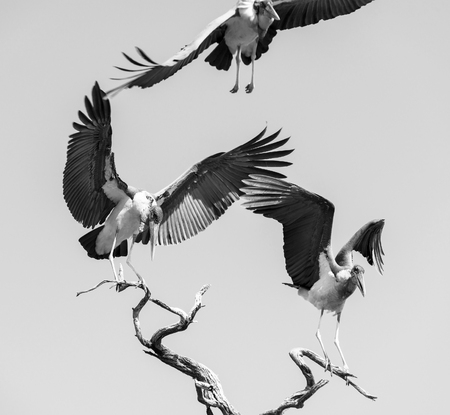 Marabou Stork birds (Leptoptilos crumenifer) in flight against a blue sky in Botswana, Africa in black and whiteの写真素材