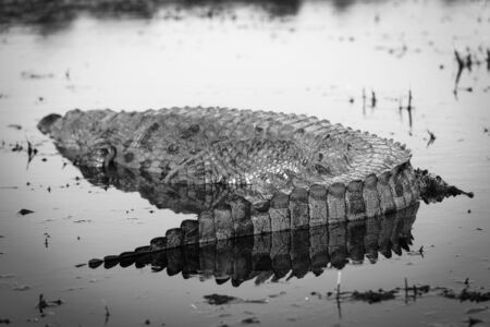 Alligator on the Chobe River, Chobe National Park, Botswana, Africa in black and whiteの写真素材