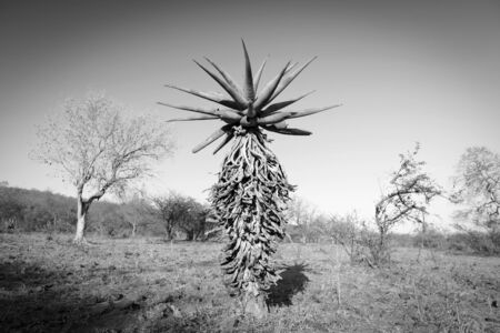 Wild growing aloe vera trees in a desert landscape in Botswana, Africa in black and whiteの写真素材