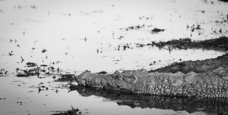 Alligator in the wild at sunset on the Chobe River, Chobe National Park, Botswana, Africa in black and whiteの写真素材