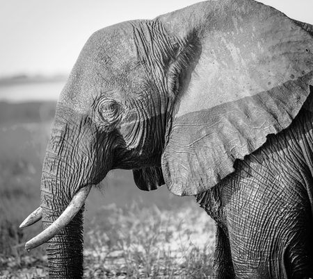 Elephant in Chobe National Park, Botswana, Africa in black and whiteの写真素材